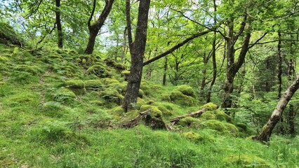 Obraz premium trees in the woods