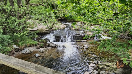 stream in the forest