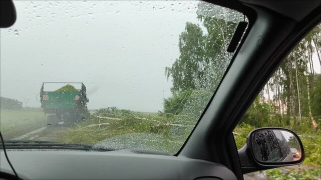 Many fallen trees on road after summer storm. Uprooted, fallen trees, tempest. Tree lie near roadway typhoon. Tree branches soudelor typhoon in city. Storm damage. Row of cars is driving along road
