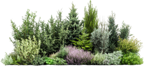 Beautiful array of various evergreen plants and herbs in a lush garden setting under bright daylight