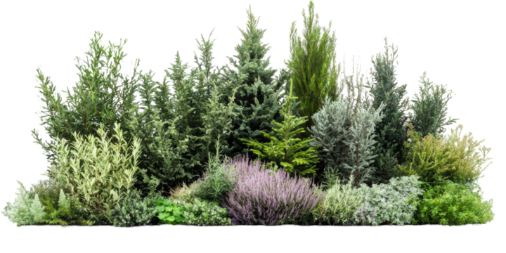 Beautiful array of various evergreen plants and herbs in a lush garden setting under bright daylight