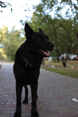 black dog
