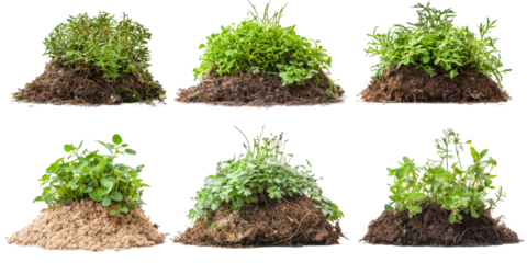 Varieties of garden plants growing in different soil types displayed in neat mounds under bright natural light