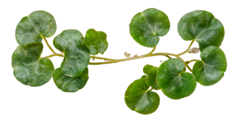 Vibrant green creeping vine with round leaves showcasing plant growth against a white background