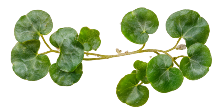 Vibrant green creeping vine with round leaves showcasing plant growth against a white background