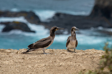 A blue-footed booby that lives on the Galapagos Islands in Ecuador.