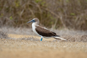 A blue-footed booby that lives on the Galapagos Islands in Ecuador.