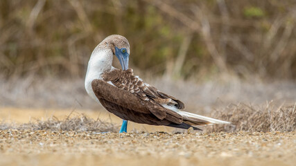A blue-footed booby that lives on the Galapagos Islands in Ecuador.