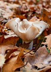 Grzyby w lesie - closeup © Emil