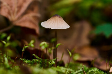 Grzyby w lesie - closeup