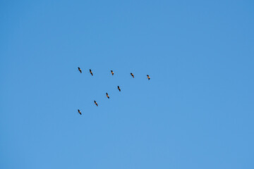 Flock of birds against blue sky migrating to warm country for wintering. Nature and animals. View...