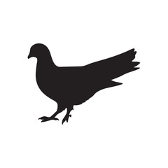 illustration of a pigeon silhouette vector art Illustration, Beautiful bird pigeon silhouette black icon vector art illustration