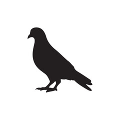 Fototapeta premium illustration of a pigeon silhouette vector art Illustration, Beautiful bird pigeon silhouette black icon vector art illustration