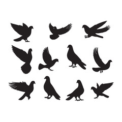 Fototapeta premium illustration of a pigeon silhouette vector art Illustration, Beautiful bird pigeon silhouette black icon vector art illustration
