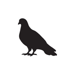 illustration of a pigeon silhouette vector art Illustration, Beautiful bird pigeon silhouette black icon vector art illustration