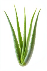 Obraz premium Fresh Aloe Vera Plant on White Background