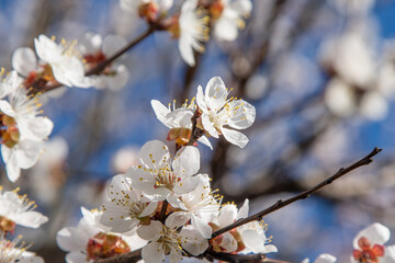 White flowers of the apricot tree. Spring flowering branches in the garden tree bud flower