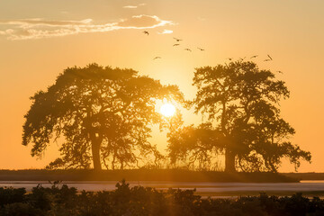 Fototapeta premium Glowing sunset with tree silhouettes, birds, serene golden sky