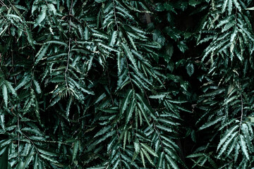 Dense tropical leaves in close-up, creating an exotic and dark green atmosphere