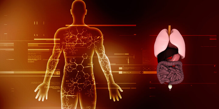 3d illustration human digestive system
