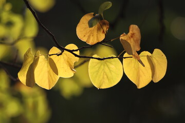 yellow and brown leaves of judas tree (Cercis siliquastrum)