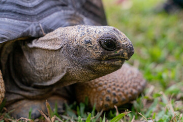 This photo captures an Aldabra giant tortoise leisurely walking across a grassy field. With its ancient, textured shell and powerful claws.