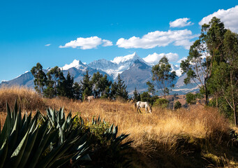 White Horses in a Secluded Field with a View of the White and Black Mountains Range in a Sunny Day in Huaraz, Peru