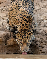 close up of a leopard