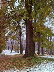Fototapeta premium trees in autumn