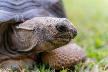 This photo captures an Aldabra giant tortoise leisurely walking across a grassy field. With its ancient, textured shell and powerful claws.