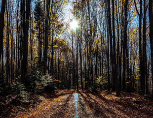 Obraz premium Landscapes - Forest - Europe, Romania, Suceava region