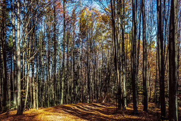 Fototapeta premium Landscapes - Forest - Europe, Romania, Suceava region
