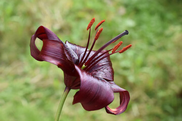 Close up on the flower of a dark red asiatic lily in a garden