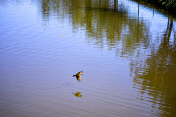 A Great Kiskadee (Pitangus sulphuratus) flying above a calm lake. The bird’s wings are spread wide as it glides gracefully over the water, with the lake and surrounding scenery slightly blurred.
