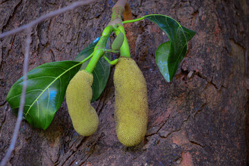 A cluster of small, unripe jackfruits growing on a tree. The vibrant green of the fruits stands out...