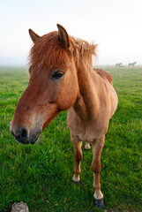 Obraz premium Horses in a field in fog, Iceland