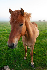 Horses in a field in fog, Iceland