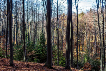 Obraz premium Landscapes - Forest - Europe, Romania, Suceava region