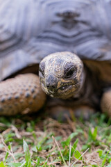 This photo captures an Aldabra giant tortoise leisurely walking across a grassy field. With its ancient, textured shell and powerful claws.