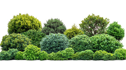 A row of bushes and trees with a white background