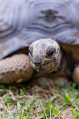This photo captures an Aldabra giant tortoise leisurely walking across a grassy field. With its ancient, textured shell and powerful claws.