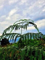 fern and trees