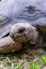 This photo captures an Aldabra giant tortoise leisurely walking across a grassy field. With its ancient, textured shell and powerful claws.