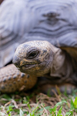 This photo captures an Aldabra giant tortoise leisurely walking across a grassy field. With its ancient, textured shell and powerful claws.