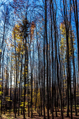 Fototapeta premium Landscapes - Forest - Europe, Romania, Suceava region