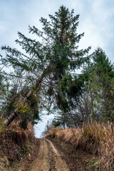 Landscapes - Forest - Europe, Romania, Suceava region