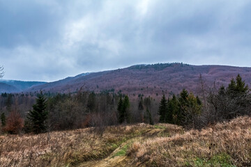 Landscapes - Forest - Europe, Romania, Suceava region