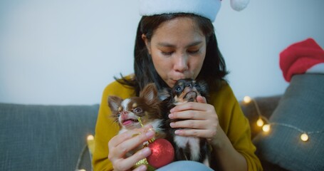 Festive scene of a woman in a Santa hat enjoying time Playing with two Adorable Chihuahuas and Christmas Ornaments holiday decorations on Cozy Sofa