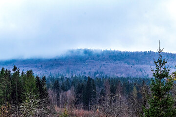 Landscapes - Forest - Europe, Romania, Suceava region