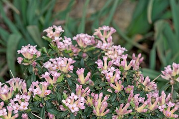 Daphne sericea, a very fragrant and variable Daphne species from the Mediterranean region, Crete